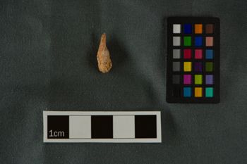 Media type: image;   Vertebrate Paleontology VPM-9602 Description: Photograph of the mandible in occlusal view of MCZ VPM-9602, Geocapromys columbianus.;  Aspect: occlusal